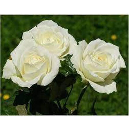 Vanilya Beyazı Gül Fidanı 15-25 cm