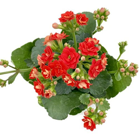 Kalanchoe (Kalanşo) Fidanı Kırmızı 10-20 cm