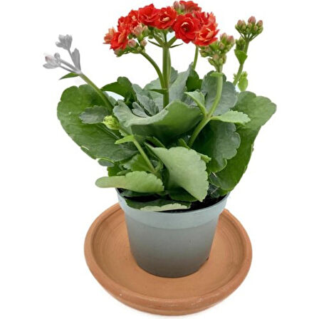 Kalanchoe (Kalanşo) Fidanı Kırmızı 10-20 cm