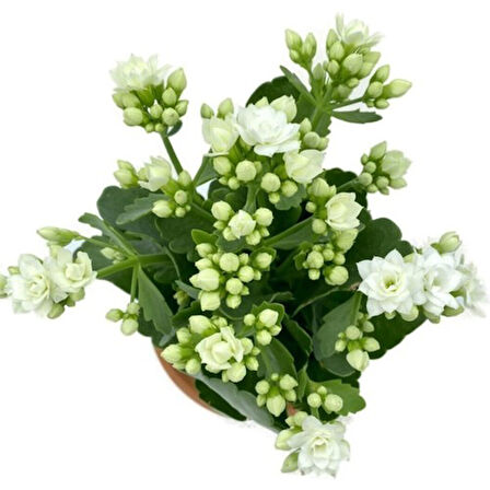 Kalanchoe Fidanı (Kalanşo) Beyaz 10-20 cm