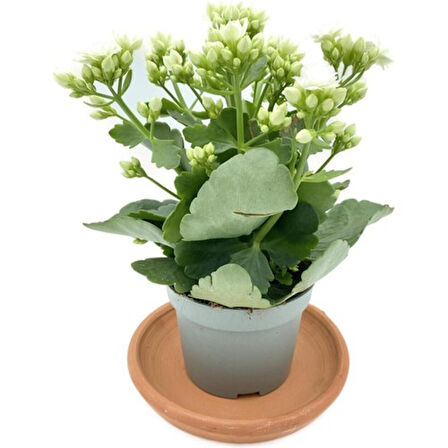 Kalanchoe Fidanı (Kalanşo) Beyaz 10-20 cm