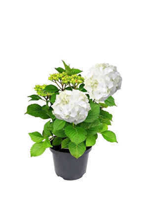 Beyaz Ortanca Fidanı 10-20 cm Hydrangea Macrophylla