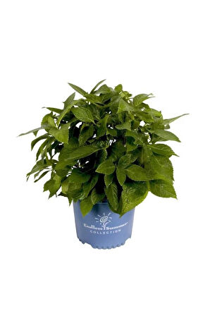 Beyaz Ortanca Fidanı 10-20 cm Hydrangea Macrophylla