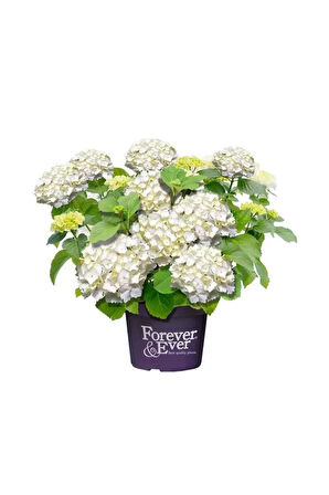 Beyaz Ortanca Fidanı 10-20 cm Hydrangea Macrophylla