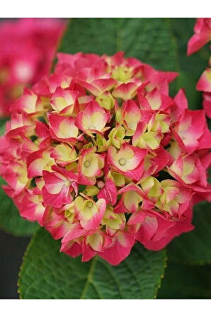 Pembe Ortanca Fidanı Hydrangea macrophylla 10-20 cm