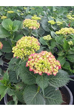 Pembe Ortanca Fidanı Hydrangea macrophylla 10-20 cm