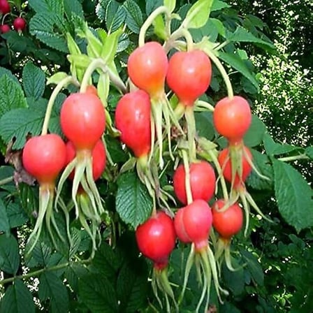 Doğal Anadolu Kuşburnu Fidanı 10-20 cm