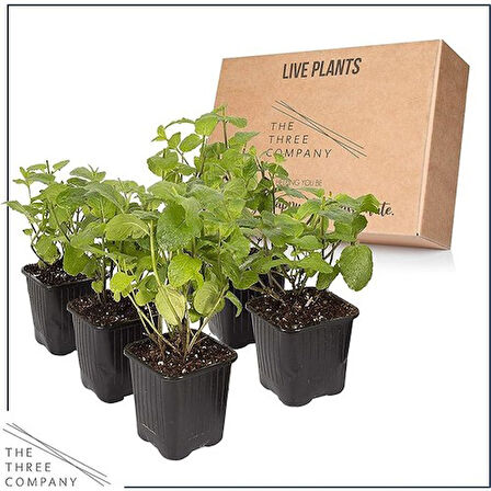 Nane Lavanta Fidanı Ikili Set 10-20 cm Potted Mint Lavender Set of Two 