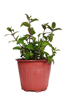 Nane Lavanta Fidanı Ikili Set 10-20 cm Potted Mint Lavender Set of Two 