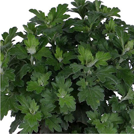 Turuncu Renk 10-20 cm Kasımpatı