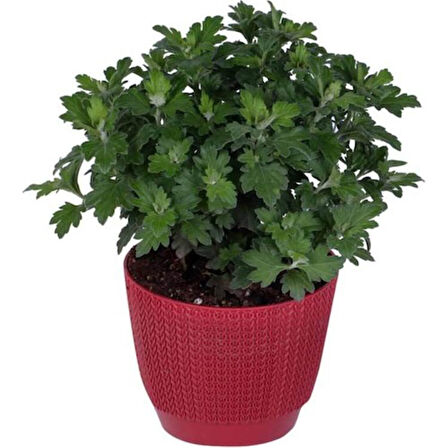 Kırmızı Renk 10-20 cm Kasımpatı 