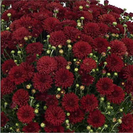 Kırmızı Renk 10-20 cm Kasımpatı 