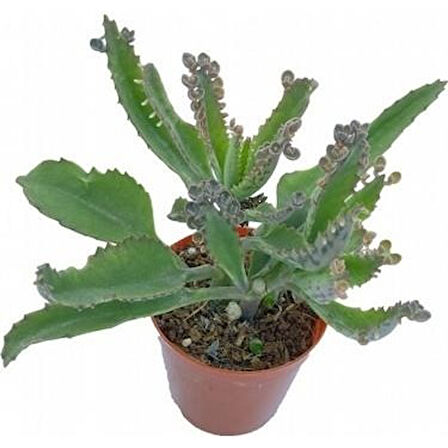 Mother Of Millions Aşkın Gözyaşı Çiçeği Fidanı 10-20 cm 