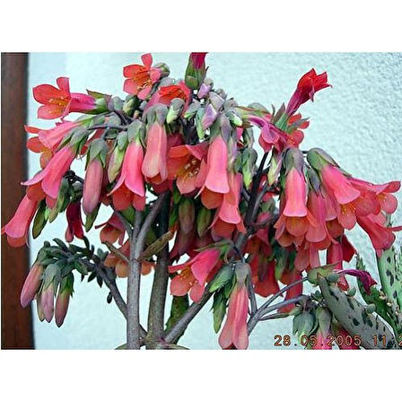 Mother Of Millions Aşkın Gözyaşı Çiçeği Fidanı 10-20 cm 