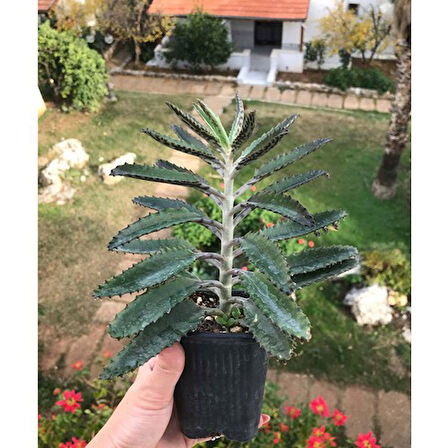 Mother Of Millions Aşkın Gözyaşı Çiçeği Fidanı 10-20 cm 