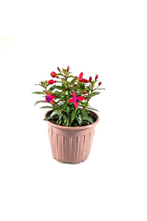 Fuchsia Cultivars Küpeli Çiçeği Fidanı 10-20 cm
