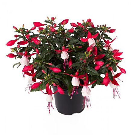 Fuchsia Cultivars Küpeli Çiçeği Fidanı 10-20 cm