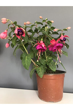Küpeli Çiçeği Pembe Mor 10-20 cm