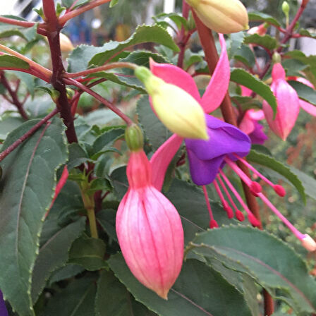 Küpeli Çiçeği Pembe Mor 10-20 cm