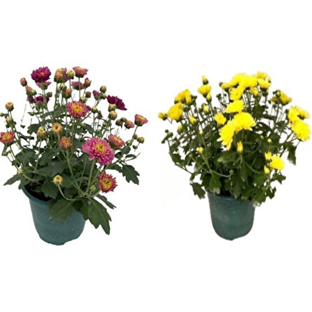 Chrysanthemum Flower Kasımpatı Çiçeği 2 Adet 10-20 cm