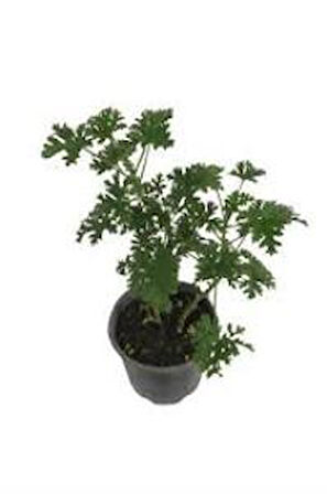 Mis Kokulu Pelargonium Graveolens Itır Çiçeği Fidanı Orta Boy 15-25 Cm