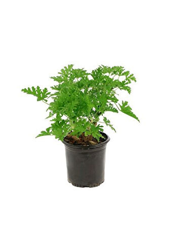 Mis Kokulu Pelargonium Graveolens Itır Çiçeği Fidanı Orta Boy 15-25 Cm