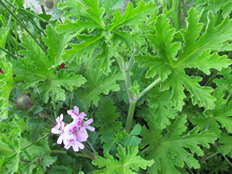 Mis Kokulu Pelargonium Graveolens Itır Çiçeği Fidanı Orta Boy 15-25 Cm