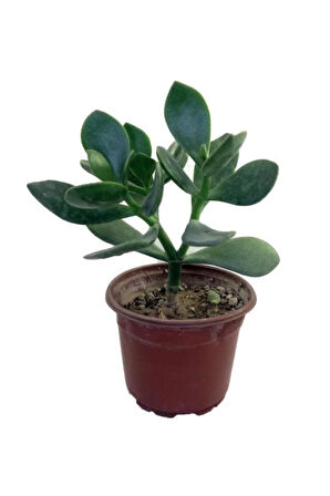 Crassula Ovata Para Çiçeği Sukulent 10-20 Cm