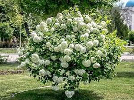 Viburnum Lucido Kartopu Çiçeği Fidanı 30-50 cm