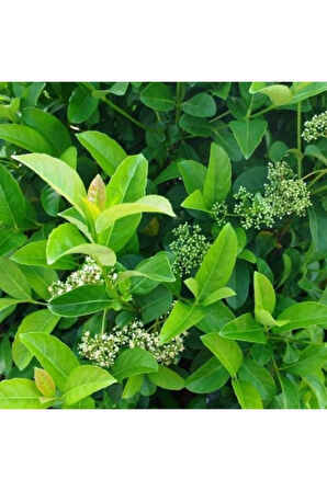 Viburnum Lucido Kartopu Çiçeği Fidanı 30-50 cm
