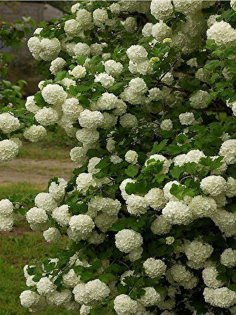 Viburnum Lucido Kartopu Çiçeği Fidanı 30-50 cm