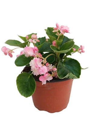 Begonia (Begonya Çiçeği) Açık Pembe 10-20 cm 