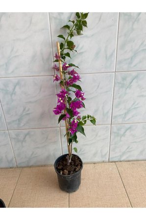 Mor Begonvil Çiçeği Fidanı 10-20 cm
