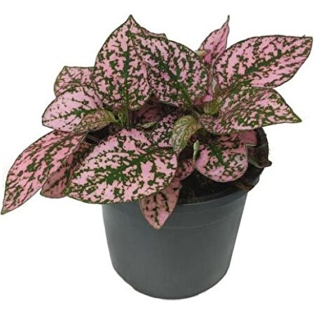 Pembe Benek 10-20 cm Hostes Çiçeği 