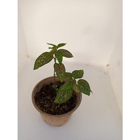 Pembe Benek 10-20 cm Fittonia Hostes Çiçeği 