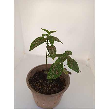 Pembe Benek 10-20 cm Fittonia Hostes Çiçeği 