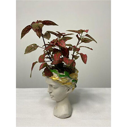 Hypoestes Hostes Çiçeği Kırmızı Benek 10-20 cm