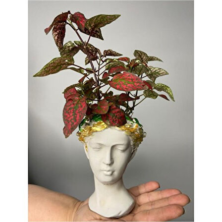 Hypoestes Hostes Çiçeği Kırmızı Benek 10-20 cm