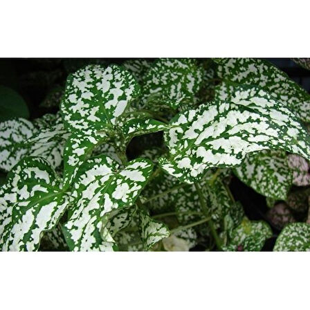 10-20 cm Hostes Çiçeği Beyaz Benek Hypoestes Phyllostachya