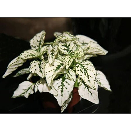 10-20 cm Hostes Çiçeği Beyaz Benek Hypoestes Phyllostachya