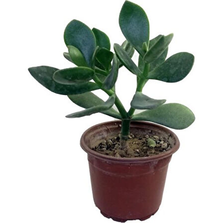 Para Çiçeği Sukulent 10-20 cm