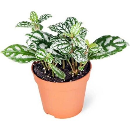 Pilea Cadierei Karyağdı Çiçeği 10 cm