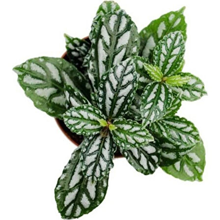 Pilea Cadierei Karyağdı Çiçeği 10 cm