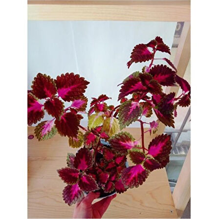 Coleus Yaprak Güzeli Bitkisi Kolyos 10-20 cm