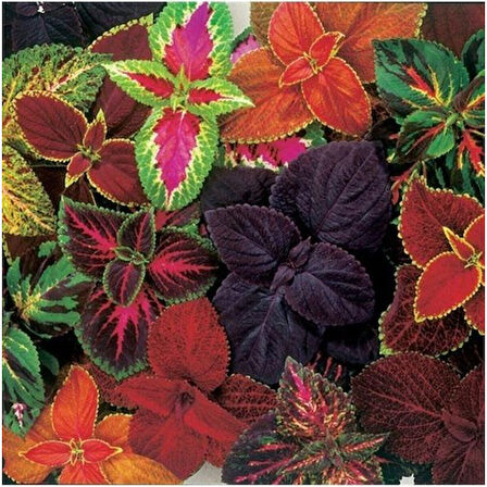 Karışık Renkli Kolyos Coleus Çiçeği Fidanı 1 Adet 10-20 cm