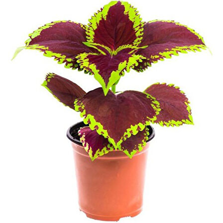 Karışık Renkli Kolyos Coleus Çiçeği Fidanı 1 Adet 10-20 cm