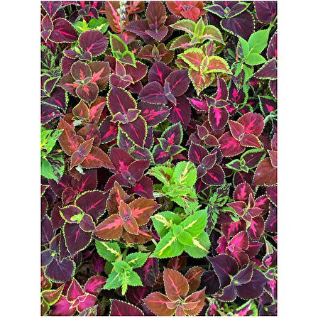 Karışık Renkli Kolyos Coleus Çiçeği Fidanı 1 Adet 10-20 cm