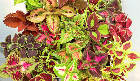 Karışık Renkli Kolyos Coleus Çiçeği Fidanı 1 Adet 10-20 cm