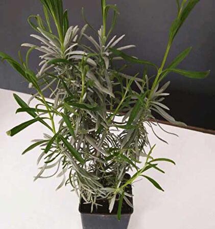 Aromatik Kokulu Lavanta Fidanı 1 Adet Angustifolia 10-20 cm