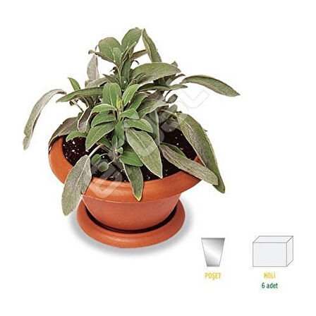 Kokulu Şalba Fidanı Salvia Adaçayı 15-25 cm 